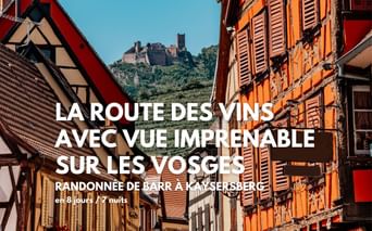 La route des Vins d'Alsace en randonnée