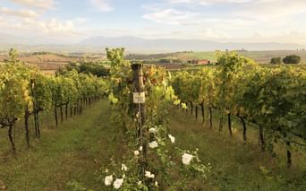 Vignoble entre Florence et Rome