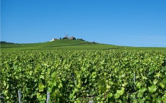 Le vignoble de Verzenay en Champagne