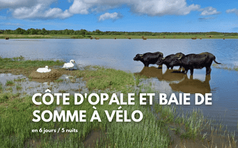 Trois buffles d'eau noirs dans l'eau peu profonde avec des cygnes blancs à proximité dans les zones humides de la Baie de Somme sous un ciel bleu.