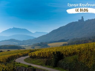 Route des Vins d'Alsace