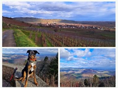 hiver-circuit-alsace-maintenance-jour-deux-chateaux-ammerschwihr-chien