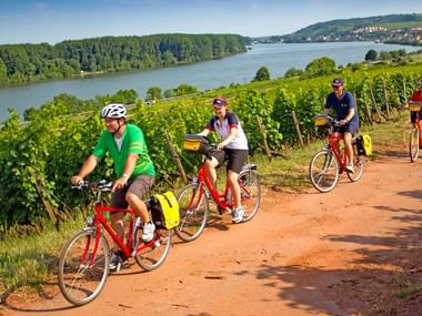 Groupe de cyclotouristes pédalent dans les vignes du Palatinat en Allemagne