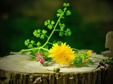 Herbes et fleurs sauvages sur un rondin de bois