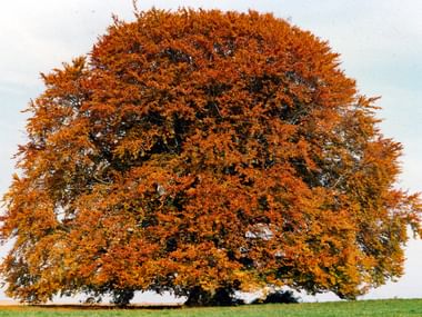 Arbre majestueux aux couleurs automnales dans l'Almühltal