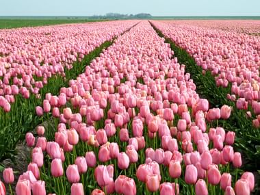 Champ de tulipes aux Pays-Bas