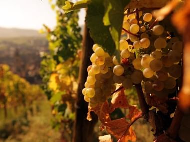 Gros plan sur une grappe de raisin du vignoble alsacien