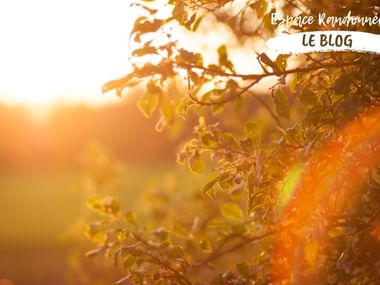 Nature à l'aube