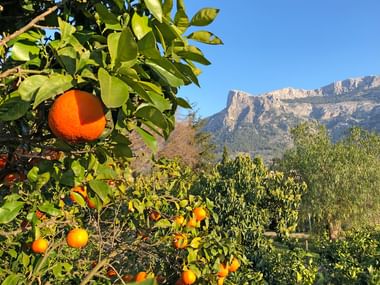 Orangers de Majorque avec la Serra Tramuntana à l'arrière plan