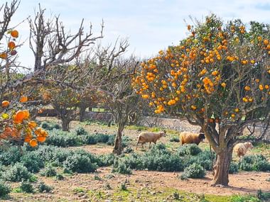 Orangers et moutons à Majorque