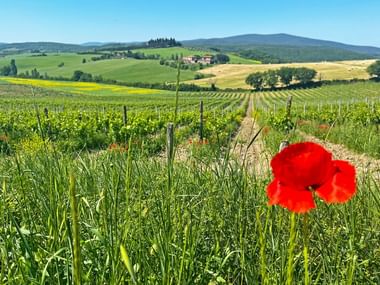 Vignobles de la région du Chianti