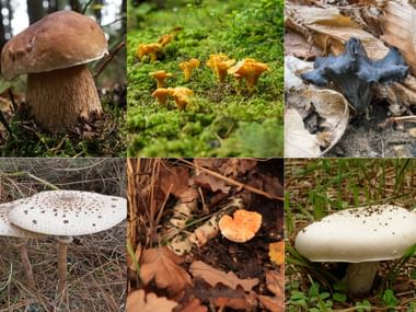 Différents types de champignons qu'il est possible de rencontrer pendant ses randonnées d'automne