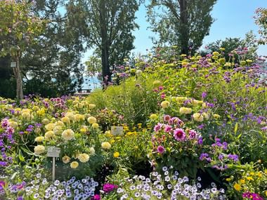 Île de Mainau