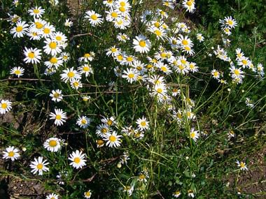 Fleurs de marguerite