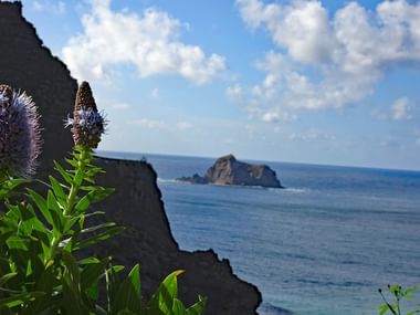 Gros plan d'une fleur avec la côte de Madère et la mer en arrière plan