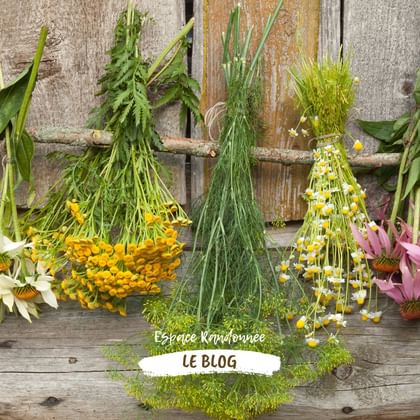 Bouquets d'herbes sauvages mises à sécher sur un mur en bois