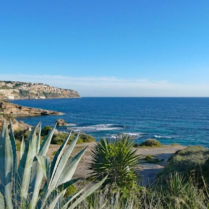 Paysage côtier méditerranéen à Cala Blava, Majorque avec agaves au premier plan, falaises rocheuses, mer bleue et ciel clair.