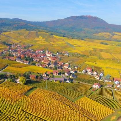 Vue aérienne du vignoble alsacien avec le Haut-Koenigsbourg en arrière plan