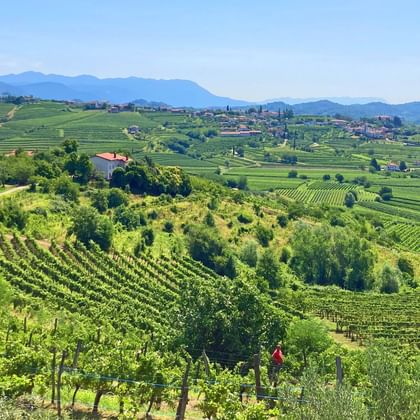 Vue sur les collines du Collio