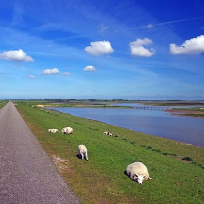 Moutons blancs paissant sur l'herbe verte près d'un chemin pavé dans le parc national Oosterschelde, avec eaux de marée et ciel bleu.