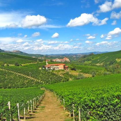 Vignoble du Piémont