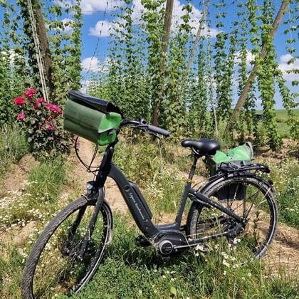 A vélo dans les houblonnières alsaciennes