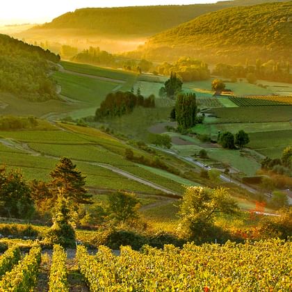 Vue du vignoble bourguignon