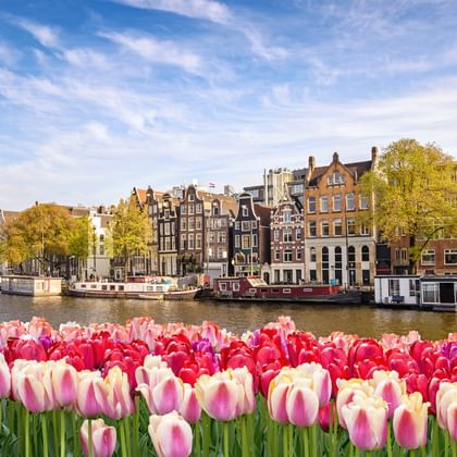 Tulipes roses et blanches au premier plan avec canal d'Amsterdam, péniches et maisons néerlandaises traditionnelles sous ciel bleu.