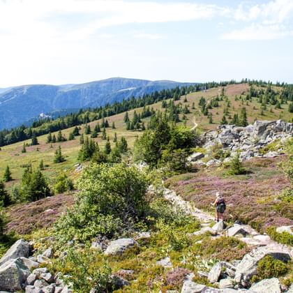 Randonneur sur sentier rocheux le long de la Route des Crêtes dans les Hautes-Vosges. Collines avec conifères et chaînes de montagnes.
