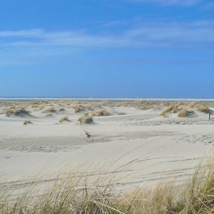 Large plage de sable sur l'île de Borkum avec herbes dorées des dunes au premier plan, dunes de sable et ciel bleu avec nuages blancs.