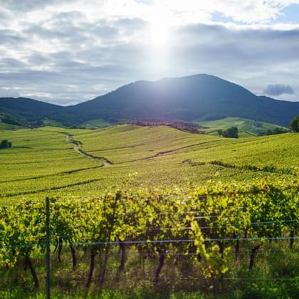 Vignoble dans les environs de Nothalten