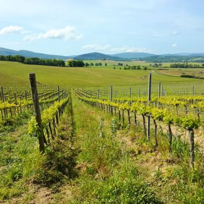 Vue sur les vignobles entre San Gimignano et Sienne