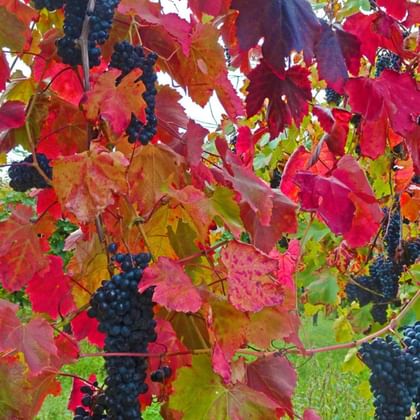 Vignobles en automne