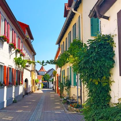 Ruelle pavée étroite dans un village viticole allemand avec maisons blanches, volets colorés, jardinières et vignes grimpantes.