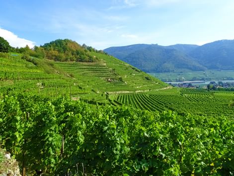 Vue des vignobles de la Wachau