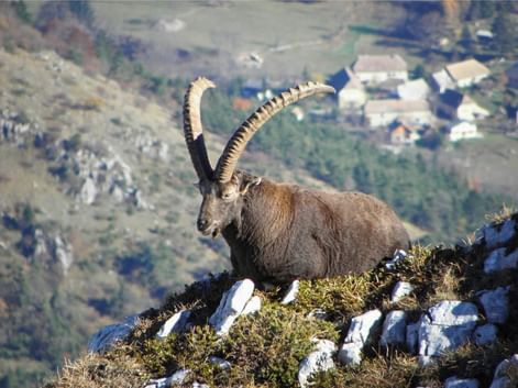 Bouquetin dans le Vercors