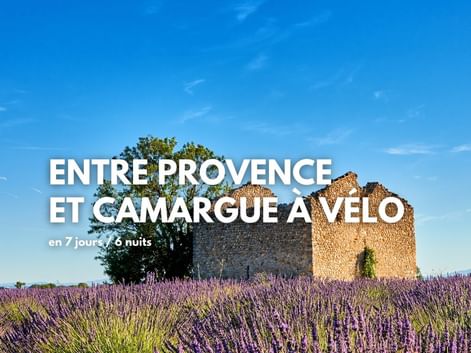 Anciennes ruines en pierre avec un arbre au sommet, entourées de champs de lavande violette en fleurs sous un ciel bleu en Provence.