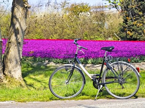 Vélo devant un champ de tulipes en fleur