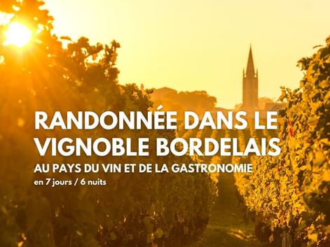 Vue dorée du coucher de soleil sur le clocher de Saint-Emilion dominant les rangées de vignes bordelaises, lumière chaude à travers les arbres.