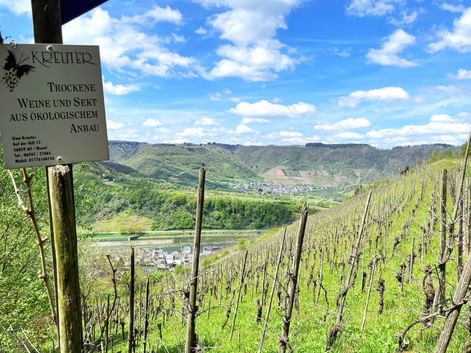 Vignoble d'Anbau
