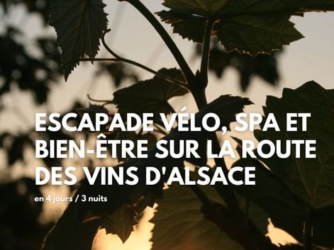 Gros plan à contre jour sur des vignes