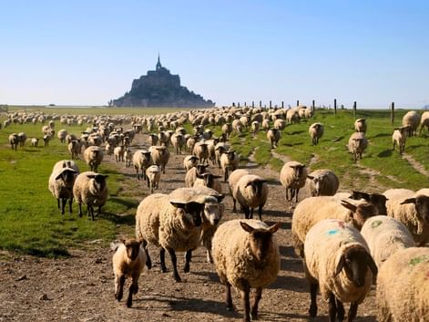 gr34-mont-saint-michel-sentier-douanier-bretagne-campagne-moutons