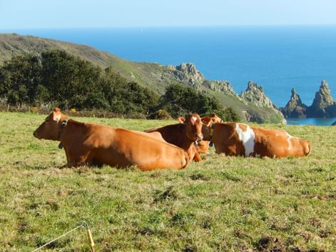 vache-guernesey-ile-anglo-normandes
