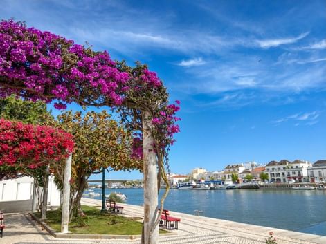 Tavira