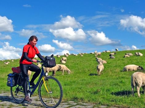 Cycliste pédalant auprès des moutons en Frise orientale