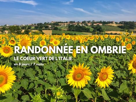Paysage d'Ombrie, champ de tournesol