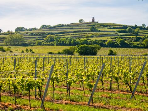 Vignoble de la vallée du Rhin avec colline Rangées de vignes au premier plan avec colline en terrasses dans la vallée du Rhin. Vignes vertes sur poteaux, collines avec monument.