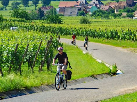 Cyclistes sur la route des vins d'Alsace
