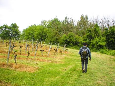 Personne avec sac à dos marchant sur sentier herbeux à travers vignoble bordelais avec vignes dormantes et poteaux en bois.