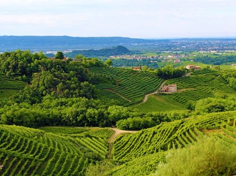 Vignobles proches de Trévise